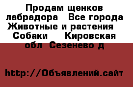 Продам щенков лабрадора - Все города Животные и растения » Собаки   . Кировская обл.,Сезенево д.